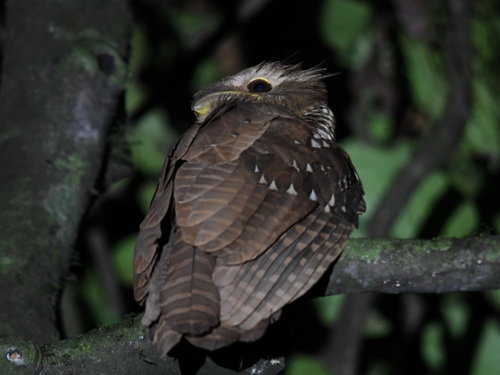 Large Frogmouth