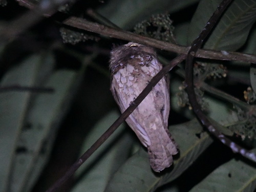 Blyth's Frogmouth