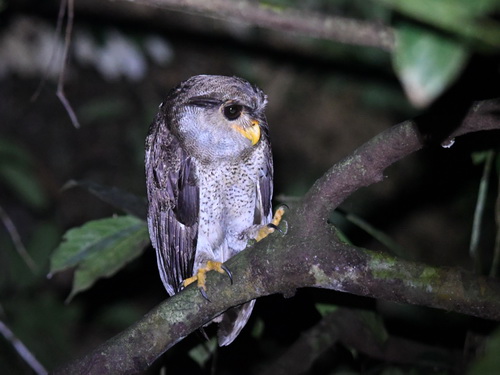 Barred Eagle Owl