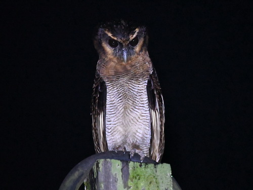 Brown Wood Owl