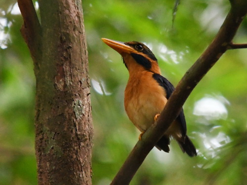 Rufous-collared Kingfisher