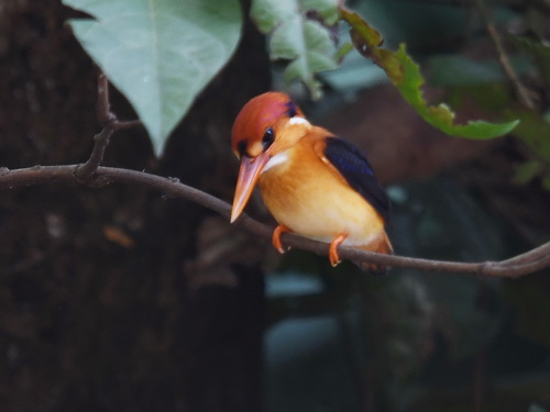Rufous-backed Kingfisher