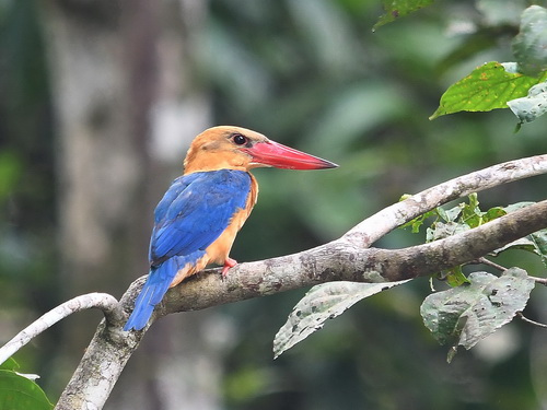 Stock-billed Kingfisher