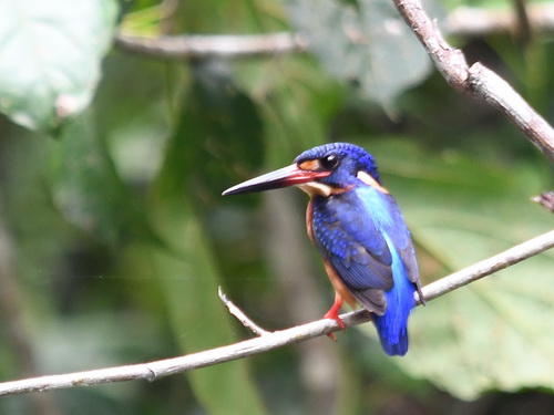 Blue-eared Kingfisher