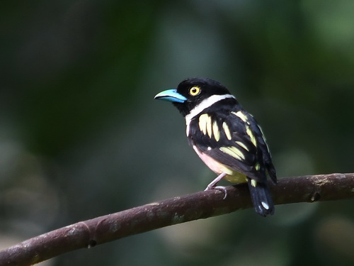 Black-&-yellow Broadbill