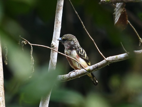 Banded Broadbill (Juv)