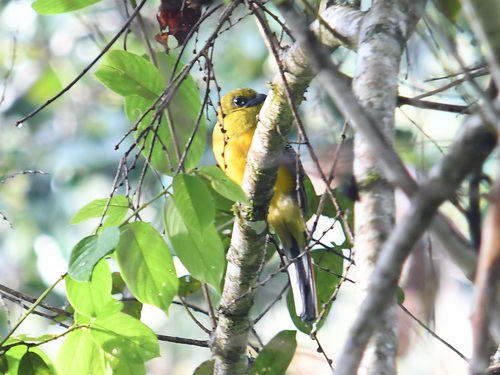 Orange-breasted Trogon