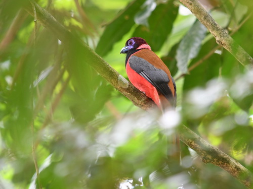 Diard's Trogon