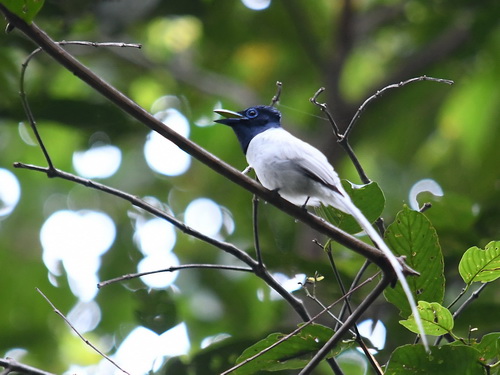 Blyth's Paradise Flycatcher