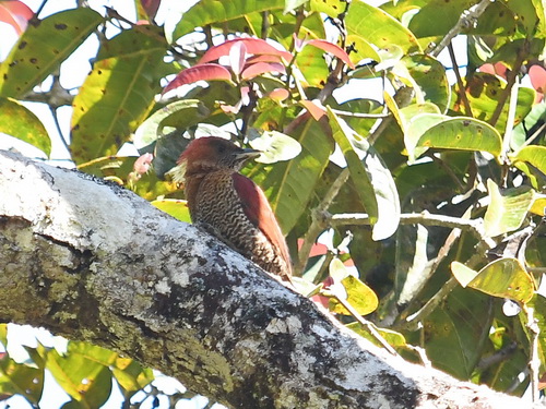 Banded Woodpecker