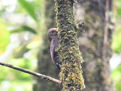 Maroon Woodpecker