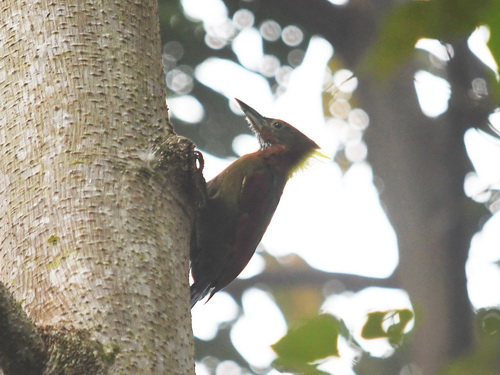 Checker-throated Woodpecker