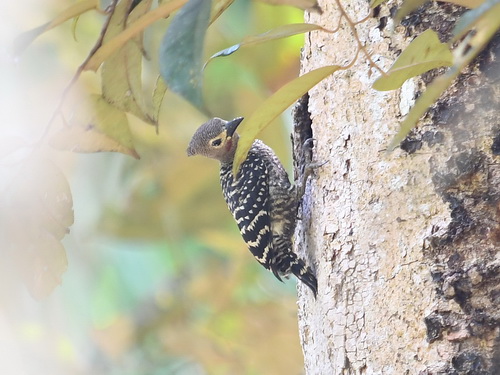Buff-rumped Woodpecker