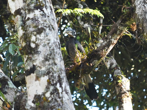 Bushy-crested Hornbill