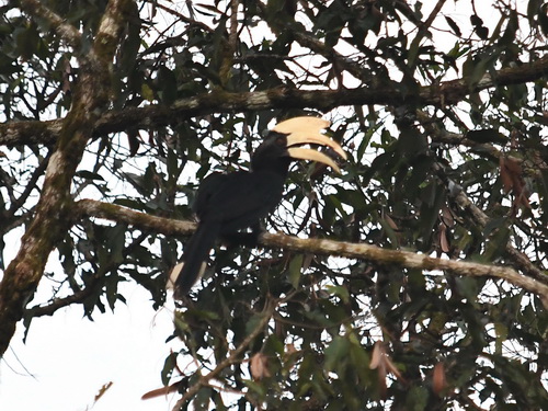 Black Hornbill