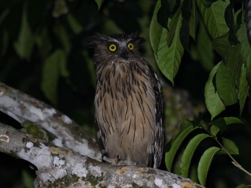 Buffy Fish Owl