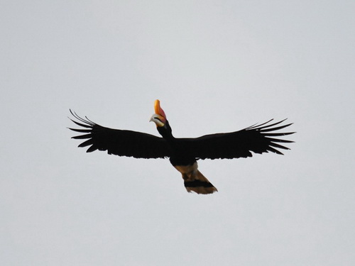 Rhinoceres Hornbill