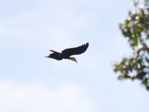 Wrinkled Hornbill