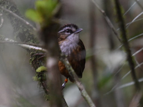 Mountain Wren-babbler