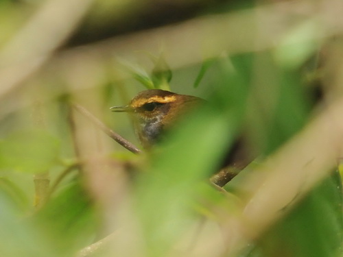 Bornean Stubtail