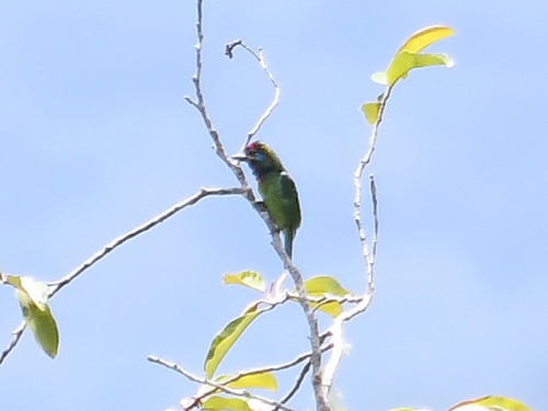 Bornean Barbet