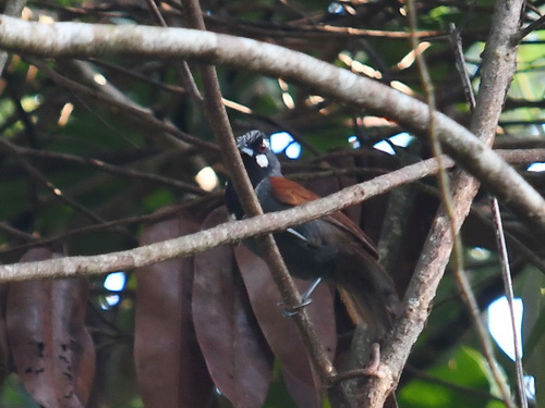 Black-throated Babbler