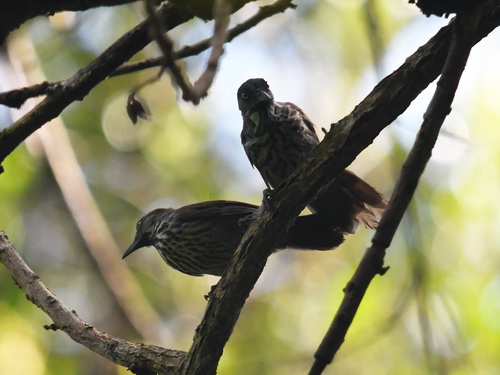 Chestnut-rumped Babbler
