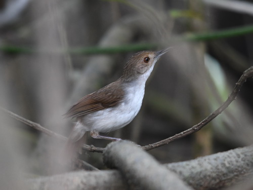 White-chested Babbler