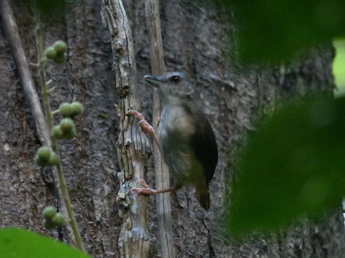Horsfield's Babbler