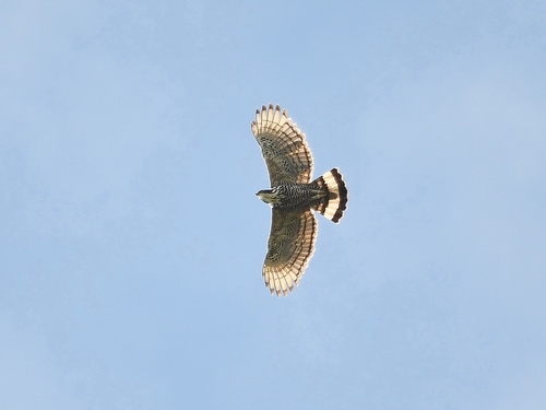 Blyth's Hawk Eagle