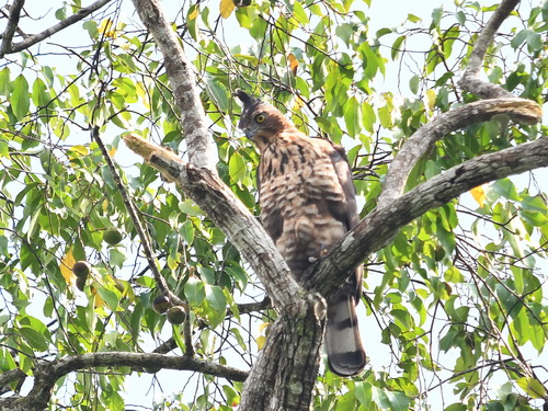 Wallace's Hawk Eagle