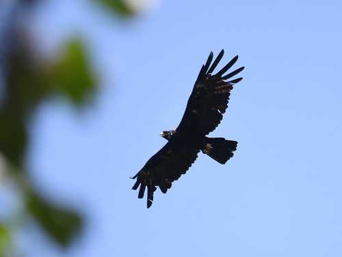 Black Eagle
