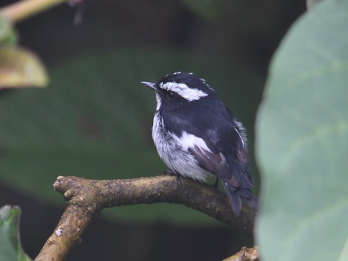 Little Pied Flycatcher