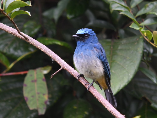 Indigo Flycatcher