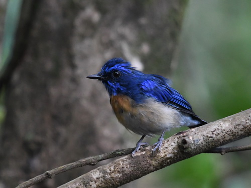 Malaysian Blue Flycatcher