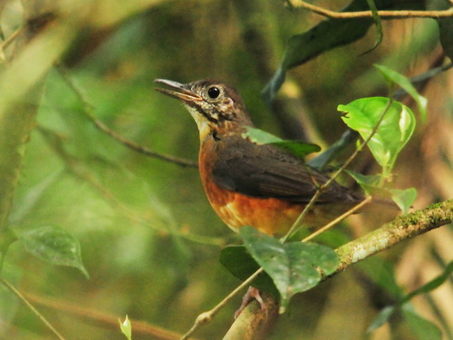 Everett's Thrush