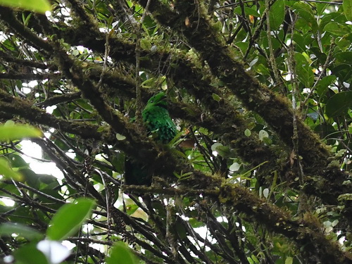 Whitehead's Broadbill