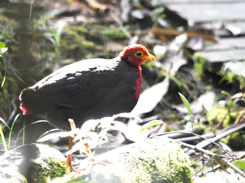 Crimson-headed Partridge