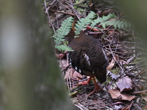Red-breasted Partridge