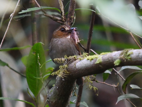 Eyebrowed Jungle Flycatcher