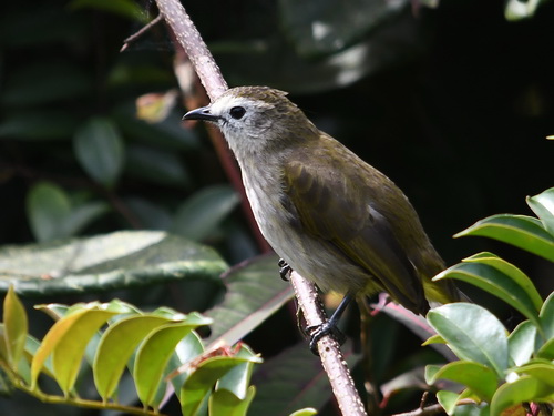 Pale-faced Bulbul