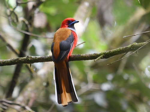 Whitehead's Trogon 