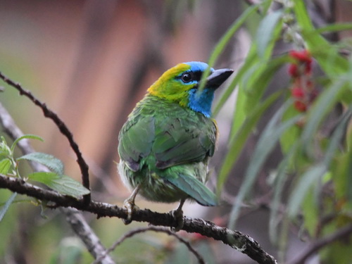 Golden-naped Barbet