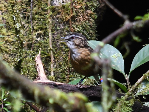 Mountain Wren-babbler