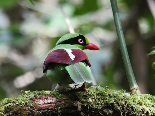 Short-tailed Green Magpie