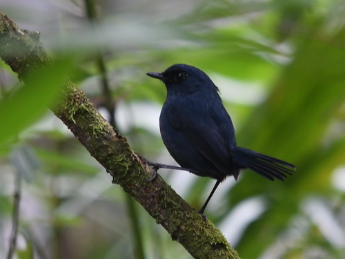 Bornean Shortwing