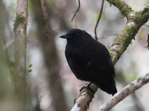 Bornean Whistling Thrush