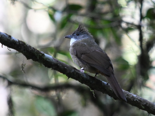 Chestnut-vented (Ochraceous) Bulbul 