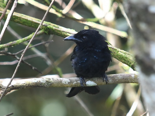 Bornean (Hairy-crested) Drongo
