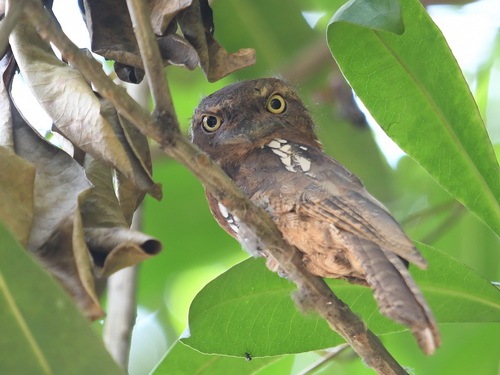Sunda Frogmouth
